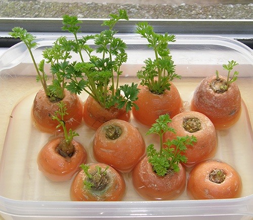 como regenerar verduras de cenouras